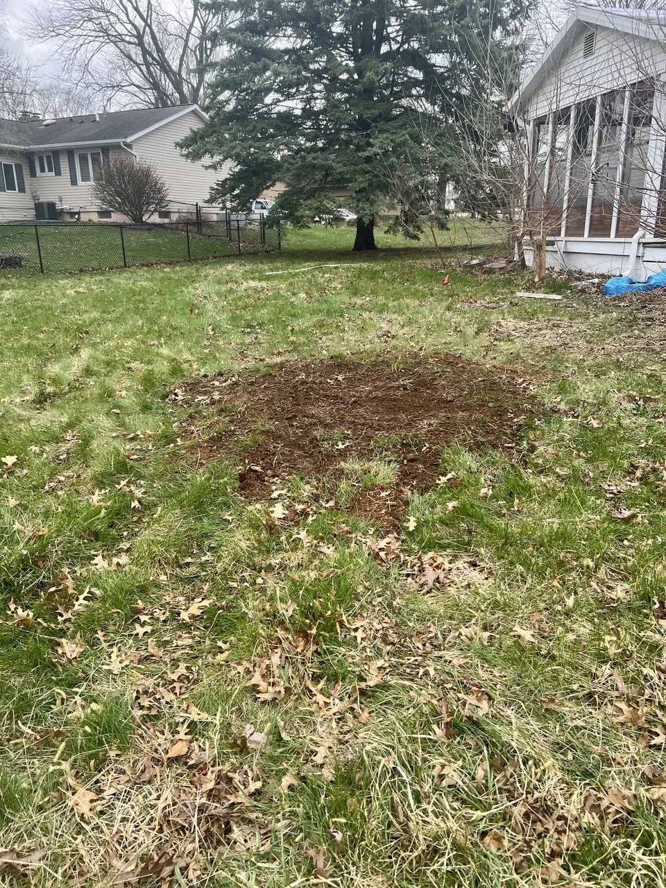 A wide circle of ground stump chips in a lawn beside a house and evergreen