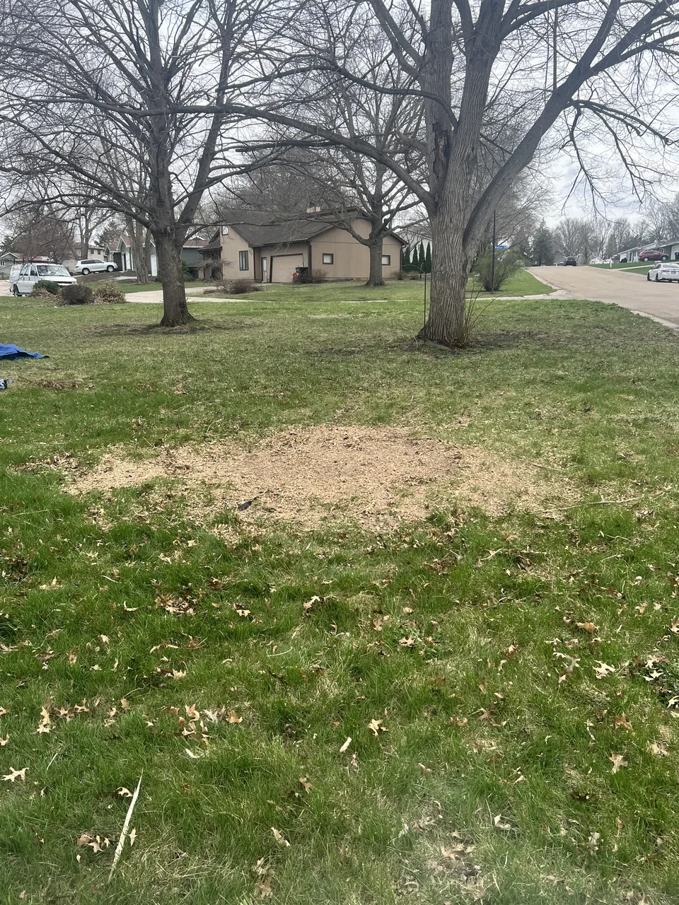 A cleared, raked yard under bare trees where a stump used to be