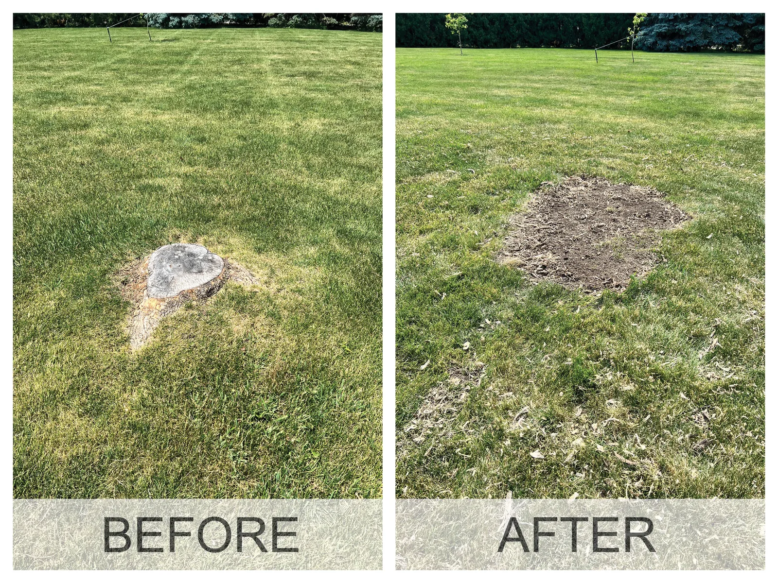 Before and after a stump grinding job in the Cedar Valley