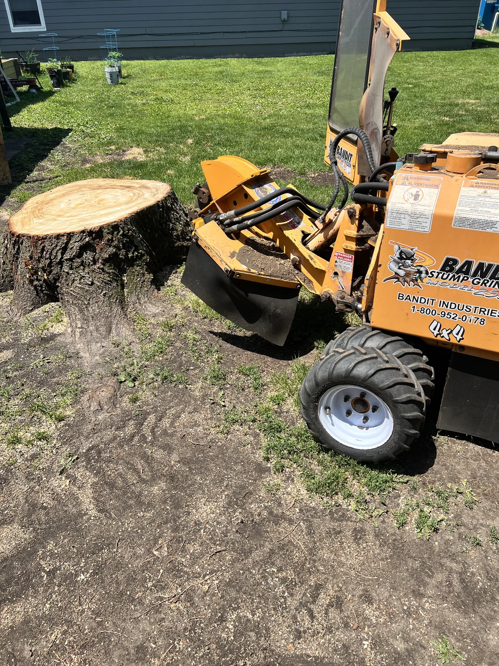 A Cedar Valley yard after stump grinding — the stump gone and the wood chips raked level